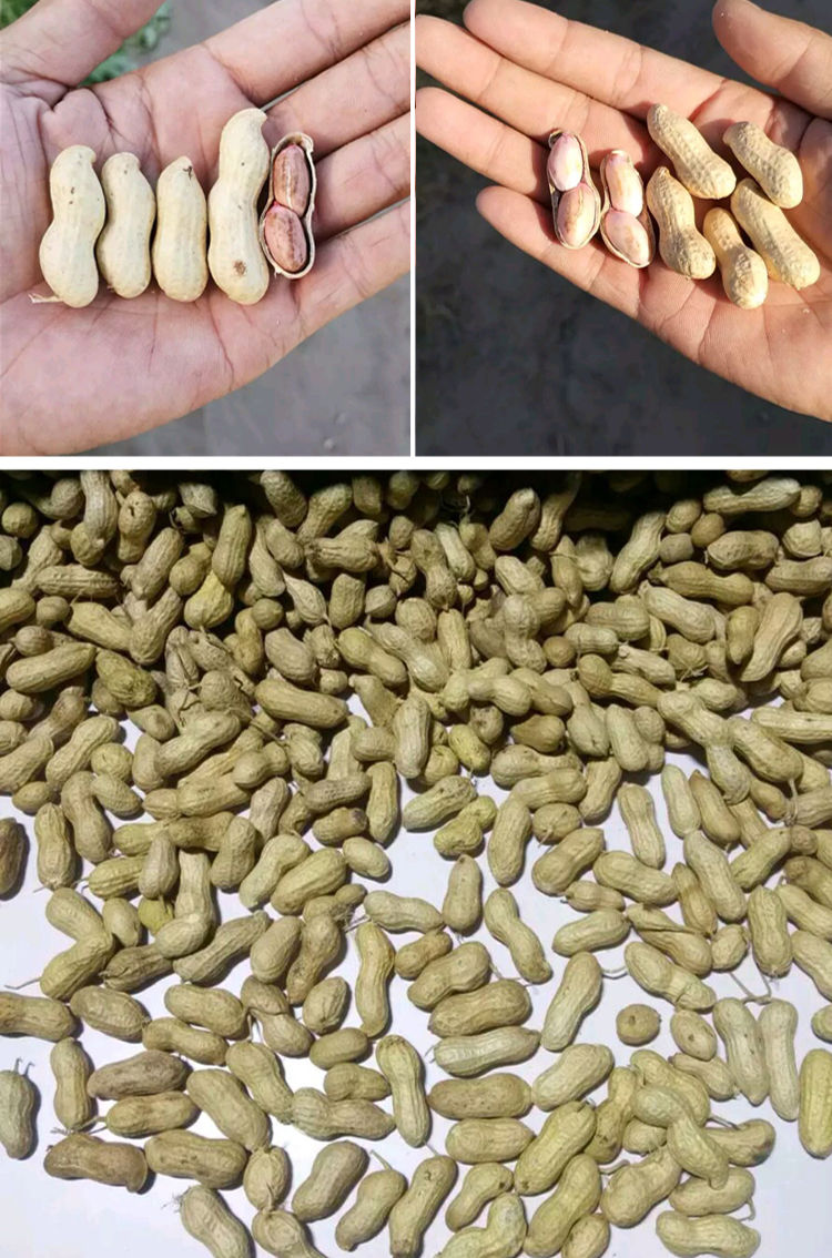 冀油4号花生农家自种带壳花生种子抗病早熟白皮薄皮高产大田种籽 -量