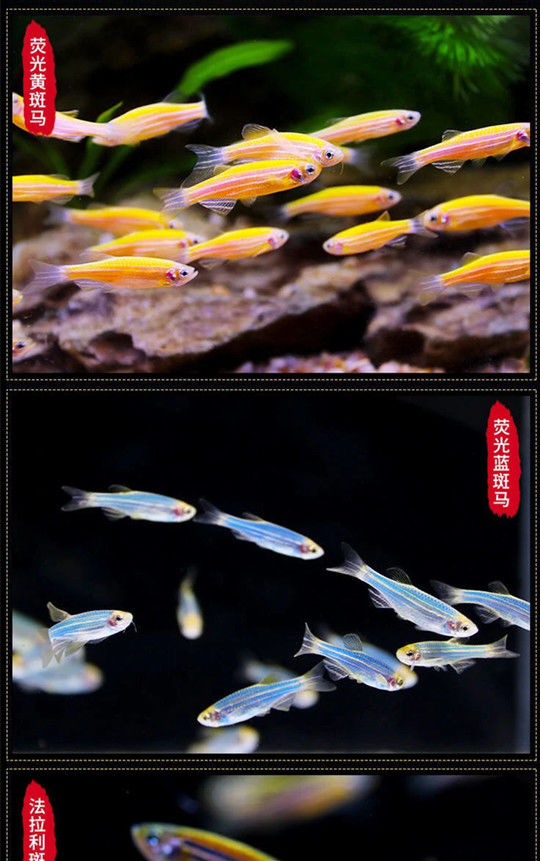 萌小鼠小型热带斑马鱼观赏小灯鱼七彩神仙群游鱼好养耐活鱼冷淡水鱼