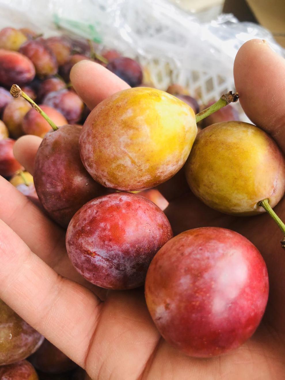 西梅鲜果酸甜李子大西梅新鲜果4斤装