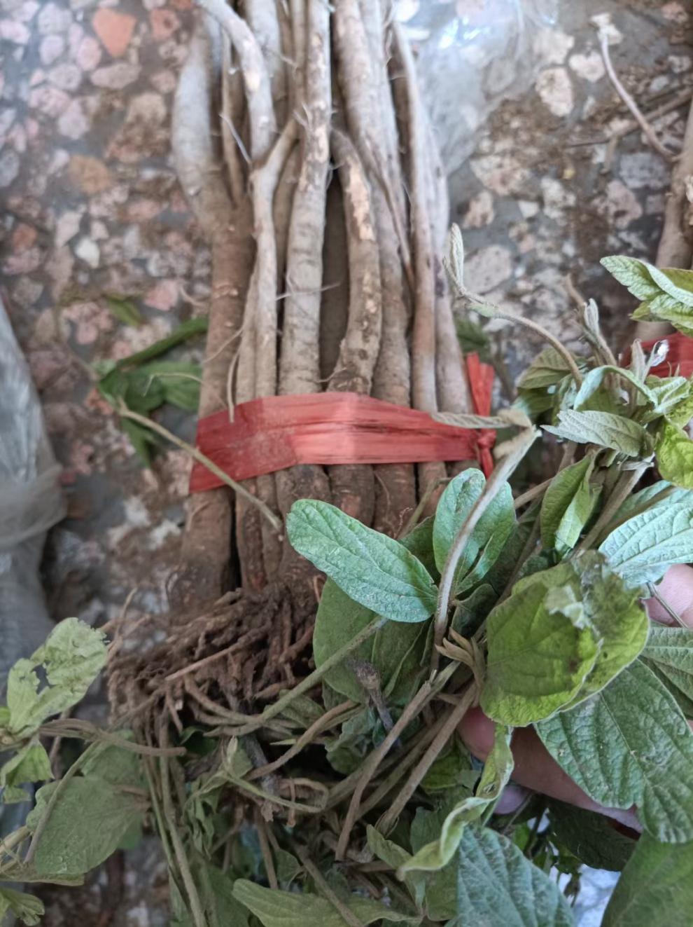 伟博广西千斤拔中药材一条根钉地根千金拨钻地风中草药