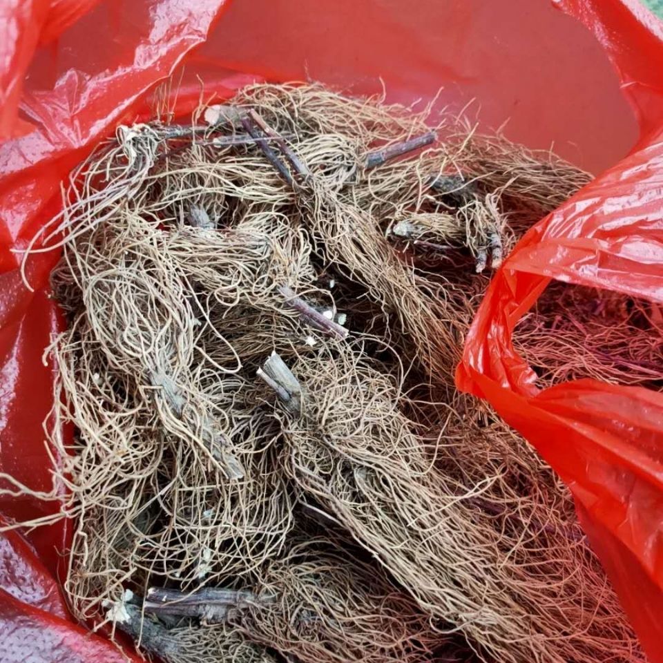 浙江野生一枝黄花根部金锁钥老虎尿全草根部纯根500克500g