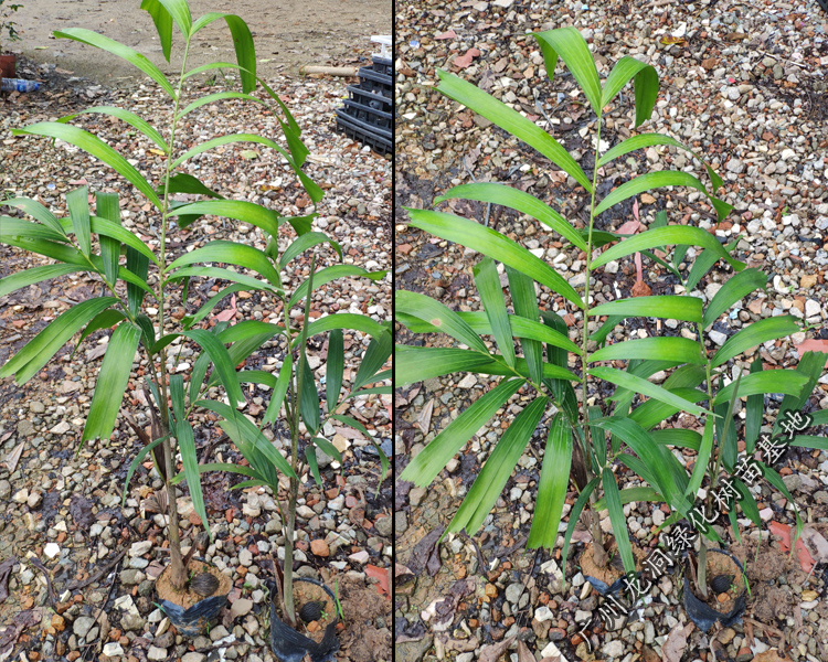 花姬澳大利亚狐尾椰子苗四季常绿观叶植物棕榈科狐尾椰苗庭院花园盆栽