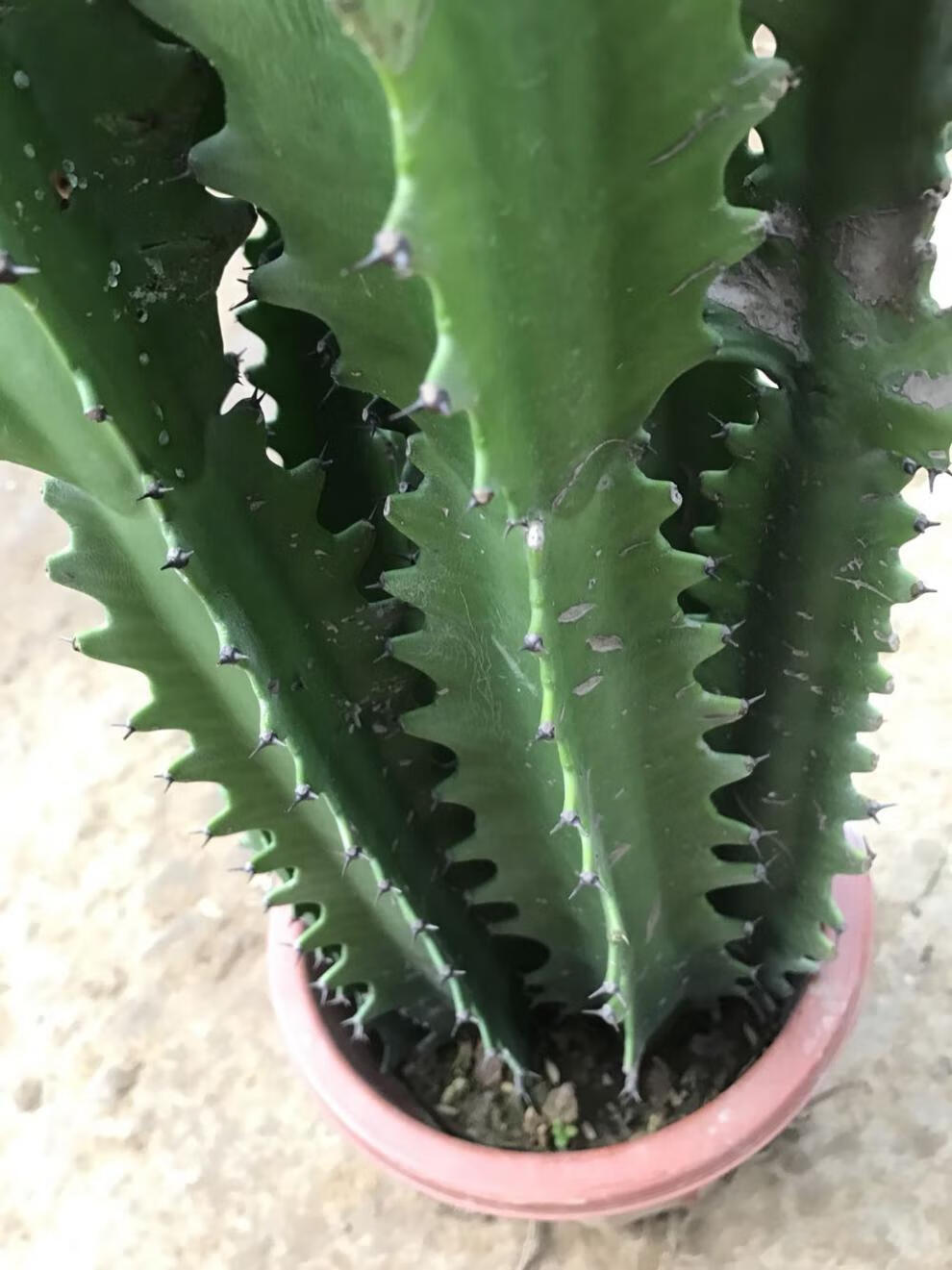 多肉巴西龙骨花量天尺仙人柱大型绿植花卉盆栽 一盆龙骨4颗(40-42厘米