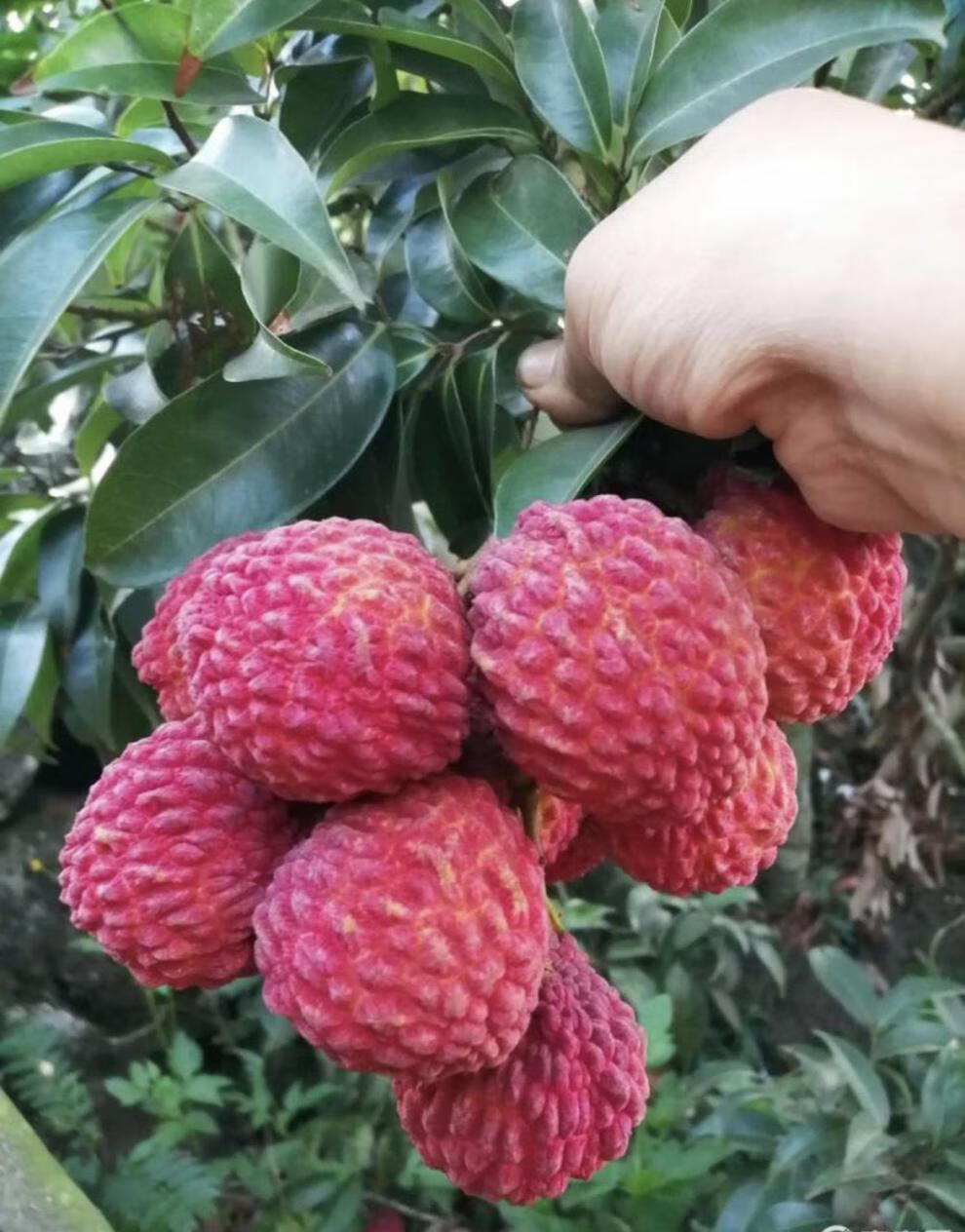 海南火山荔枝王超大26斤产地空运新鲜火山口当季大荔枝大果普通装5斤