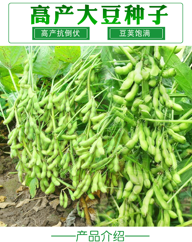 黄豆种子农家大豆种籽四季农家鲜食毛豆籽大田高产菜种孑高产黄豆200