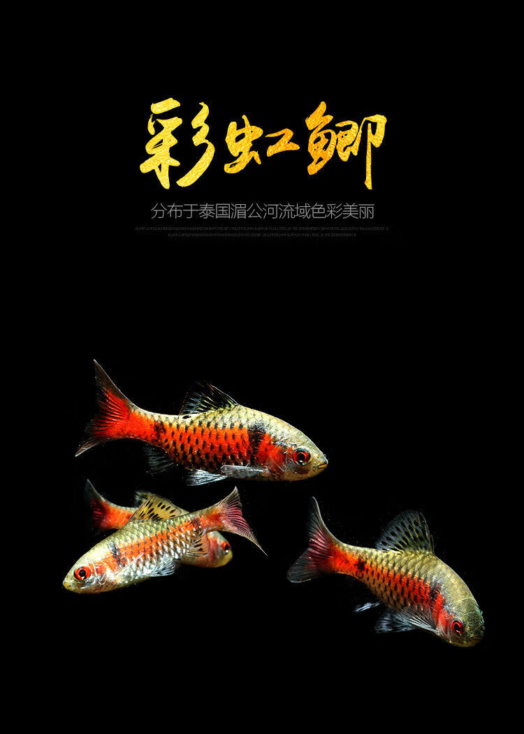 钻石彩虹鲫观赏鱼好养耐活养不死小鱼活鱼冷水鱼自来水耐寒泰国钻石鲫