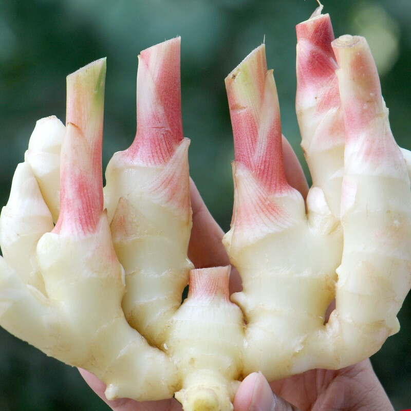 【jd物流】【京鲜配送】现挖广西农家嫩仔姜当季新鲜蔬菜醋泡姜小仔姜