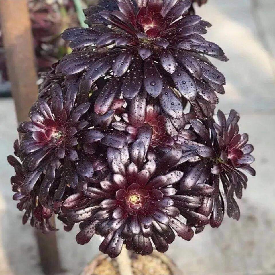 法师老桩系列多肉植物黑法师圆叶铜壶美杜莎水墨画万圣节 红腹伦20cm8