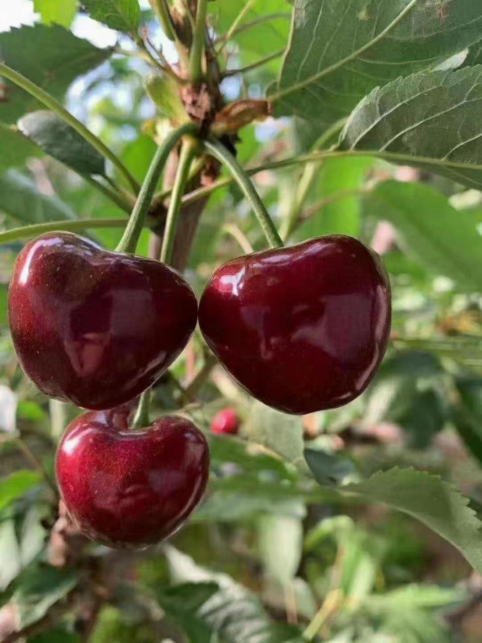 qefh 新疆喀什车厘子大樱桃新鲜当季现摘现发 坏果包赔 2斤 xl 24mm