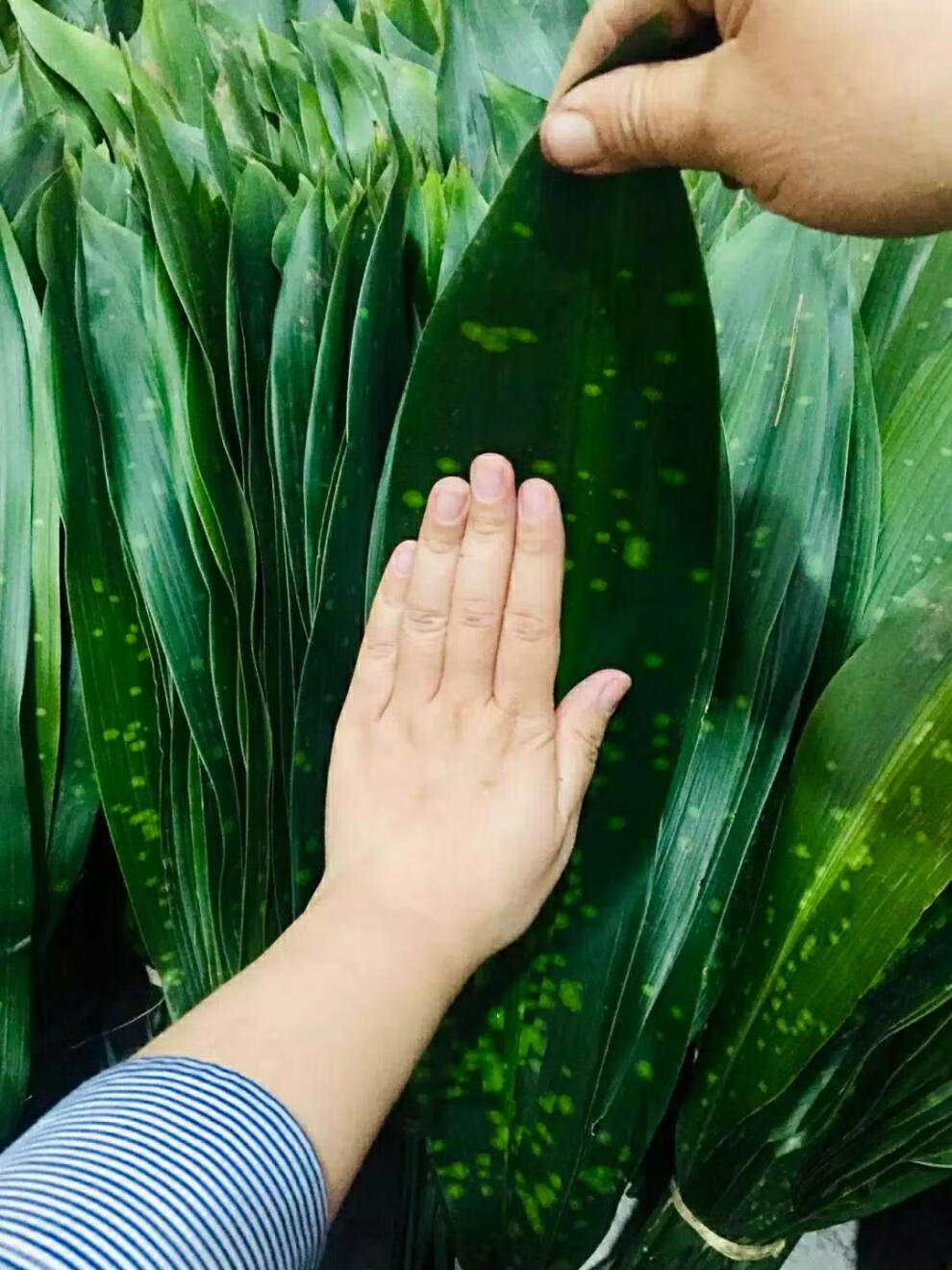 大云南四川新鲜花粽叶种苗粽粑叶种苗花粽叶矮粽 10棵种苗【图片 价格