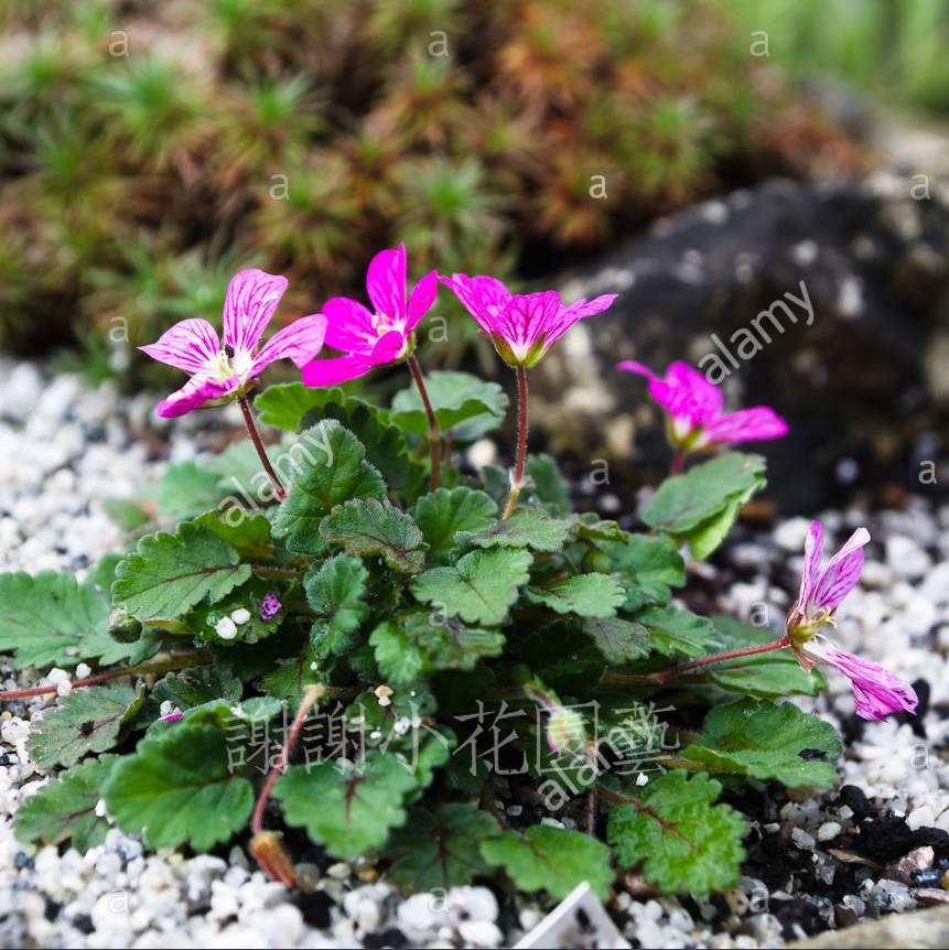姬风露草无穷小亮推荐亮哥谢谢小花姬风露草多变牻牛苗儿老鹳草山野草