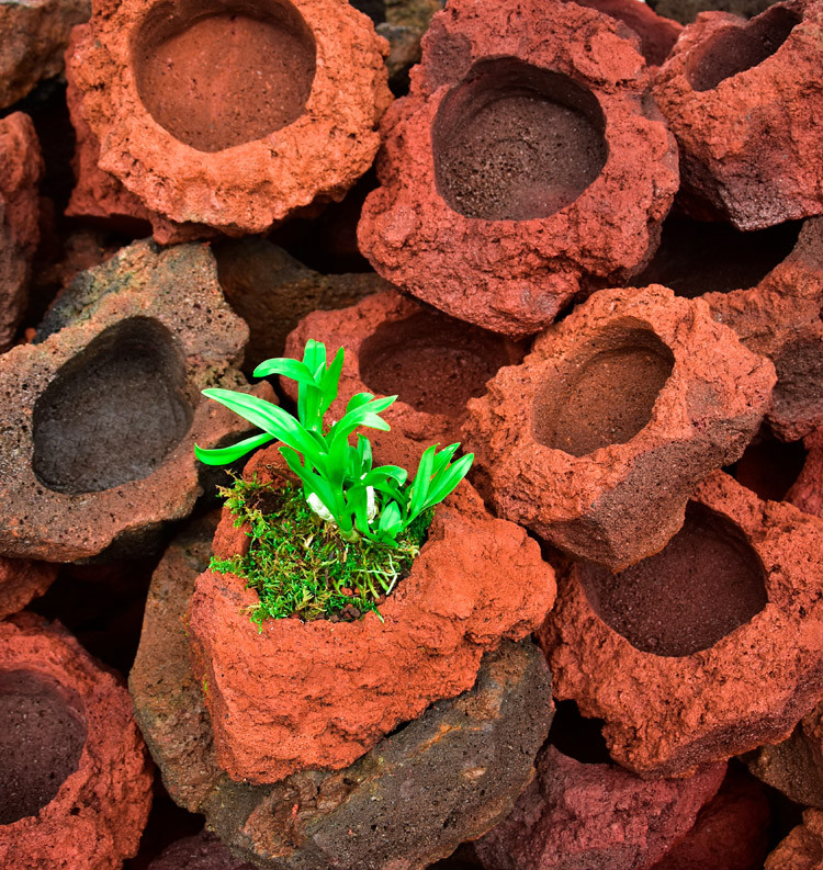 火山石花盆腾冲天然火山岩多肉菖蒲文竹兰花石斛园艺绿植通用大号火山
