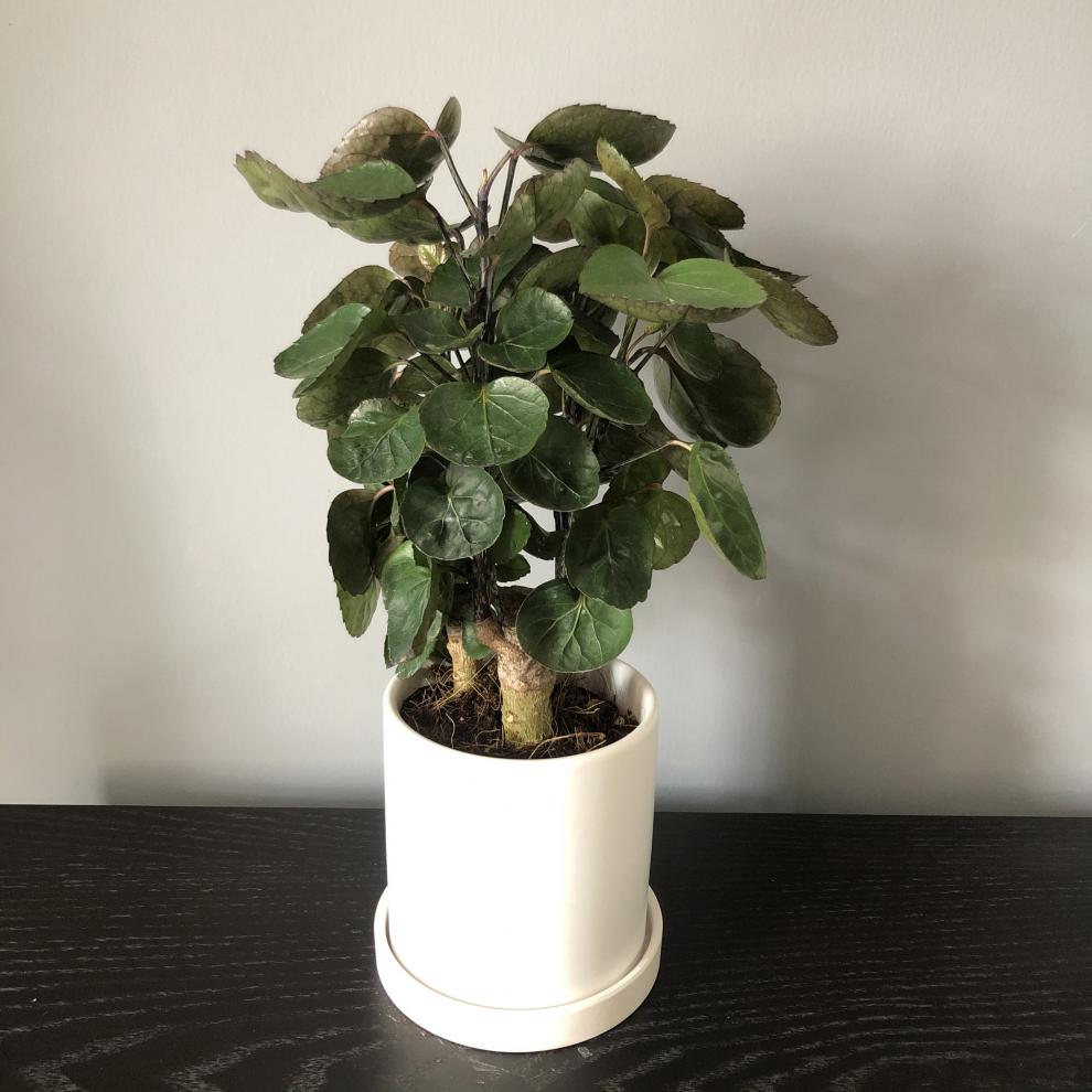 金钱兜圆叶福禄桐大型盆栽钱多多室内植物z115厘米独杆一颗含盆