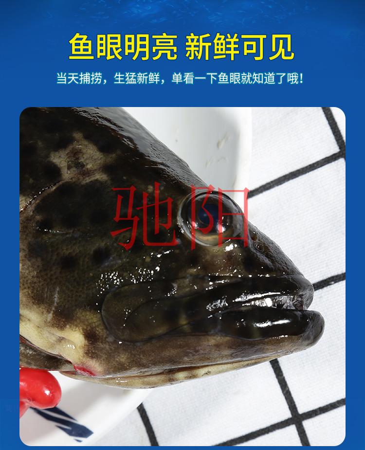 每日现捕新鲜活海捕海鲜龙胆石斑鱼珍珠龙胆鱼1000g/条【图片 价格