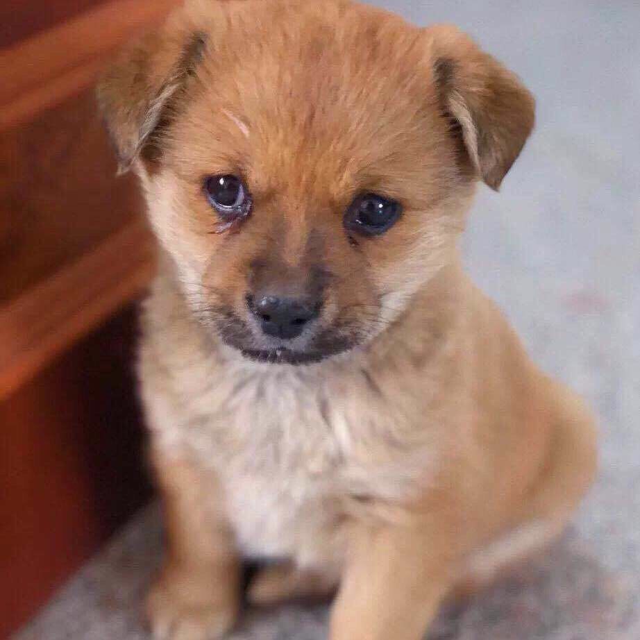 土狗看家狗农村狗狗活物大型犬四眼狗仔狼狗幼崽中华田园犬幼犬田园