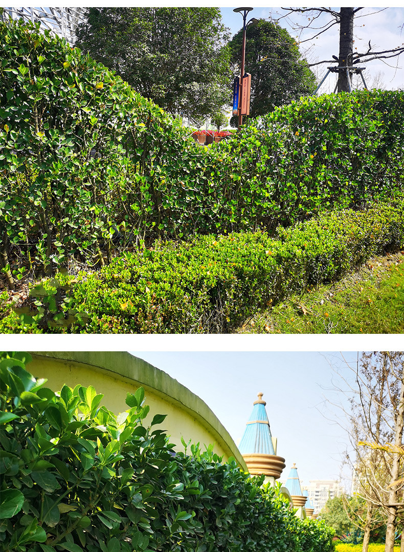 法国冬青树苗北海道黄杨大叶庭院绿化围墙室外绿篱四季常青植物 冬青