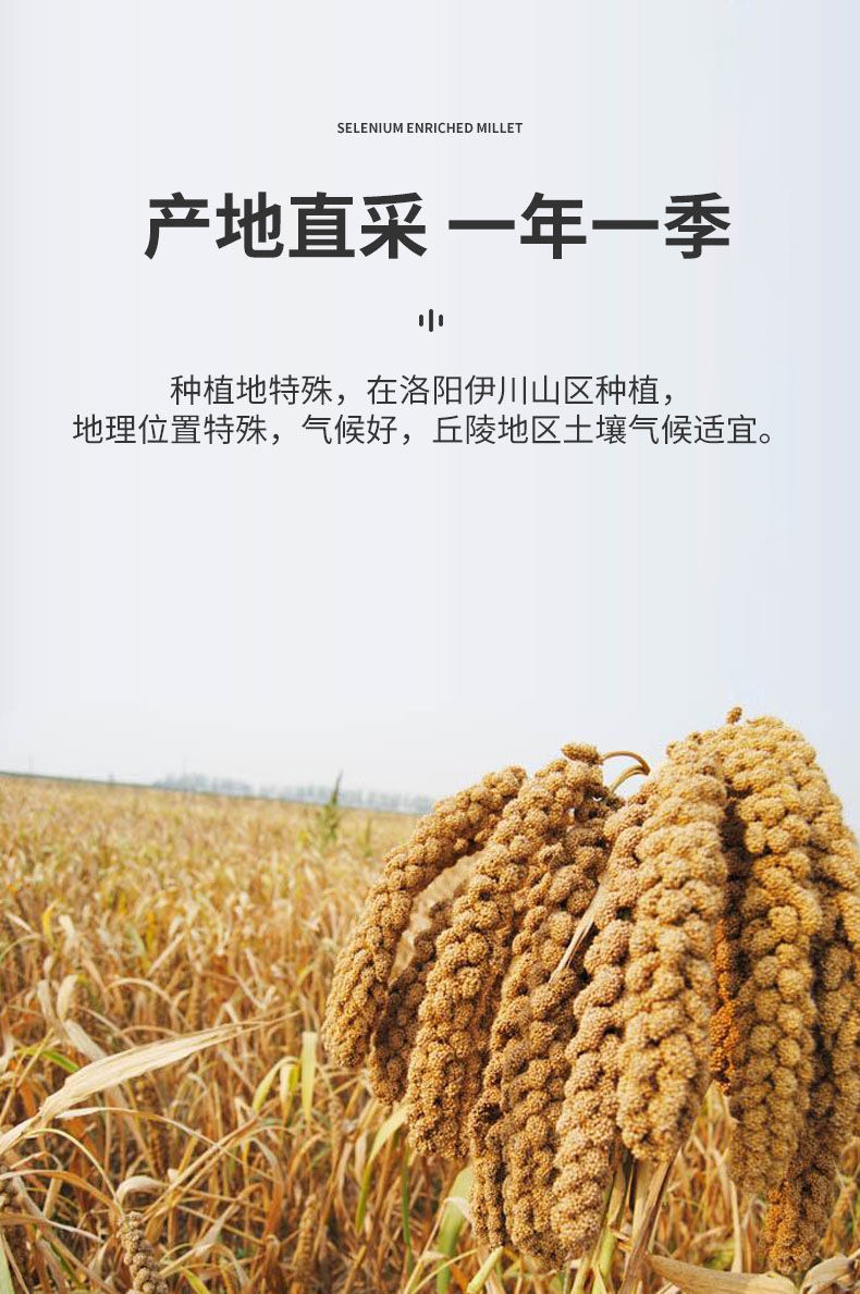 富硒小米2斤5斤特惠装真空包装农家黄小米伊川春谷米 富硒小米5斤