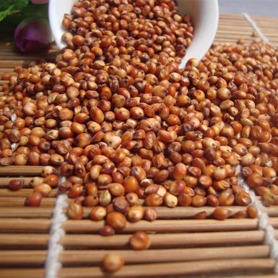 东北农家红高粱笨高粱去壳带皮酿酒酿醋鸟食喂鸽子鹦鹉鸟精品筛选抛光