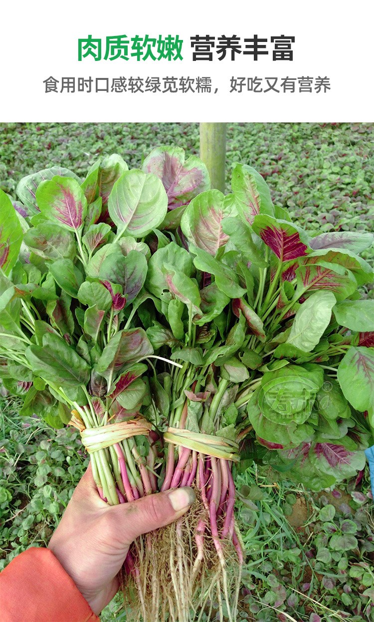 改良港种大圆叶红苋菜种子种籽大田种植蔬菜阳台四季播盆栽散装孑40g