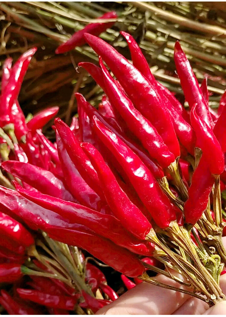 红朝天椒种子烈焰朝天椒种籽抗病小米椒辣椒超辣四季播高产孑红朝天椒