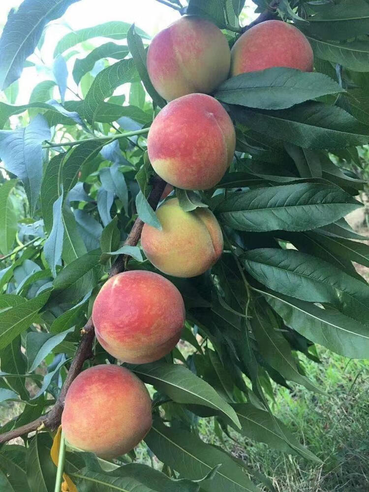 黄金蜜湖北枣阳桃子新鲜现货夏季水果脆甜锦绣黄桃软4斤