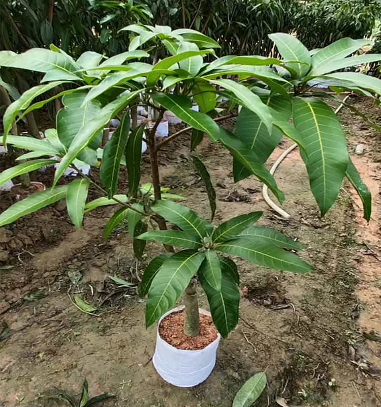 芒果树苗嫁接四季芒果苗贵妃芒苗金煌芒果苗树苗地栽盆栽特大果苗当年