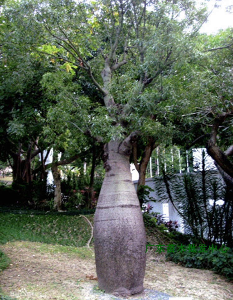 花姬澳洲佛肚树名贵植物昆士兰瓶树观赏苗木绿化景区风景树庭院盆景树