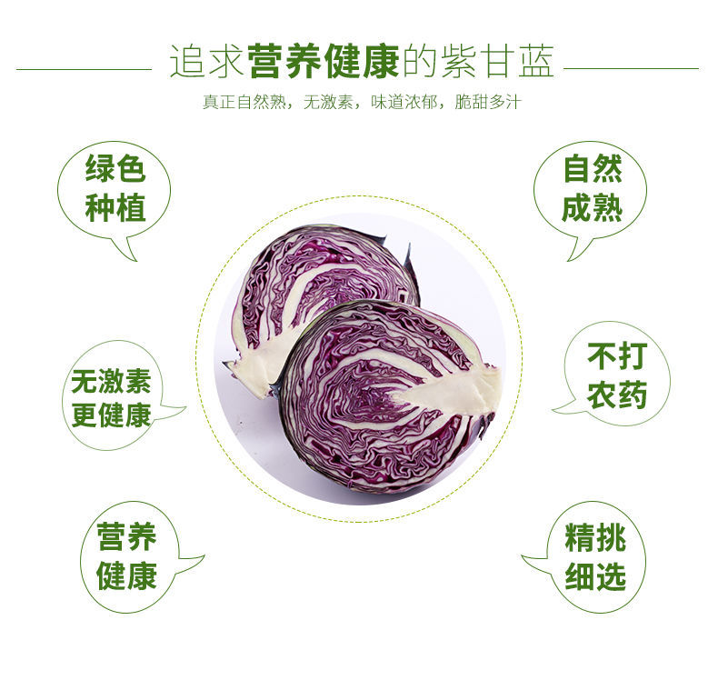 新鲜紫甘蓝5斤蔬菜沙拉菜现采现发坏单包赔紫叶菜紫球菜紫包菜9斤紫