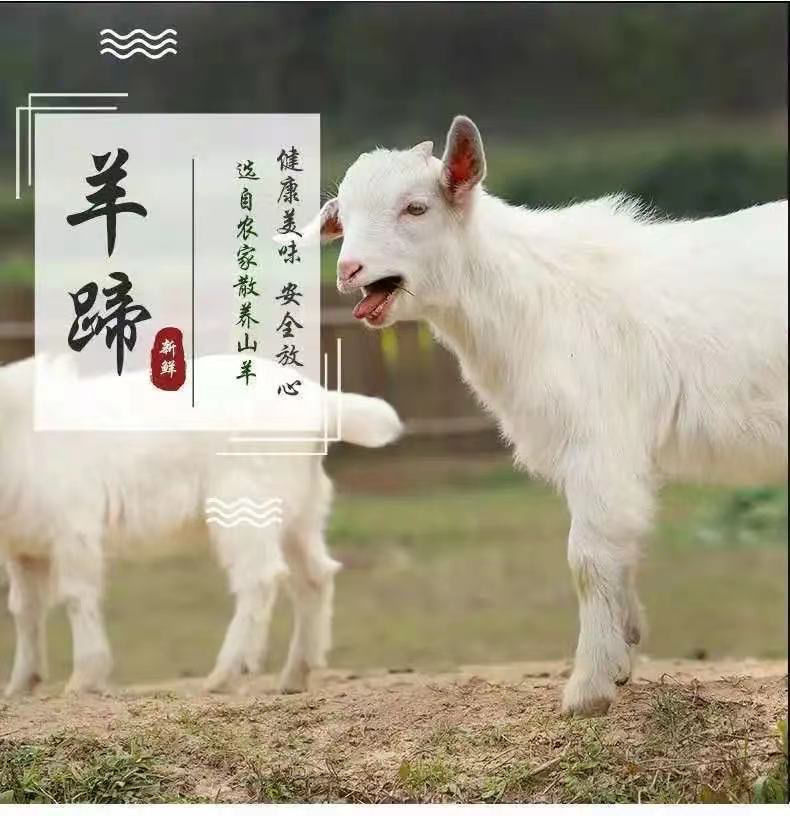 现杀新鲜山羊蹄1-4斤 新鲜带筋羊蹄清真羊蹄子羊肉羊脚批发 白羊蹄