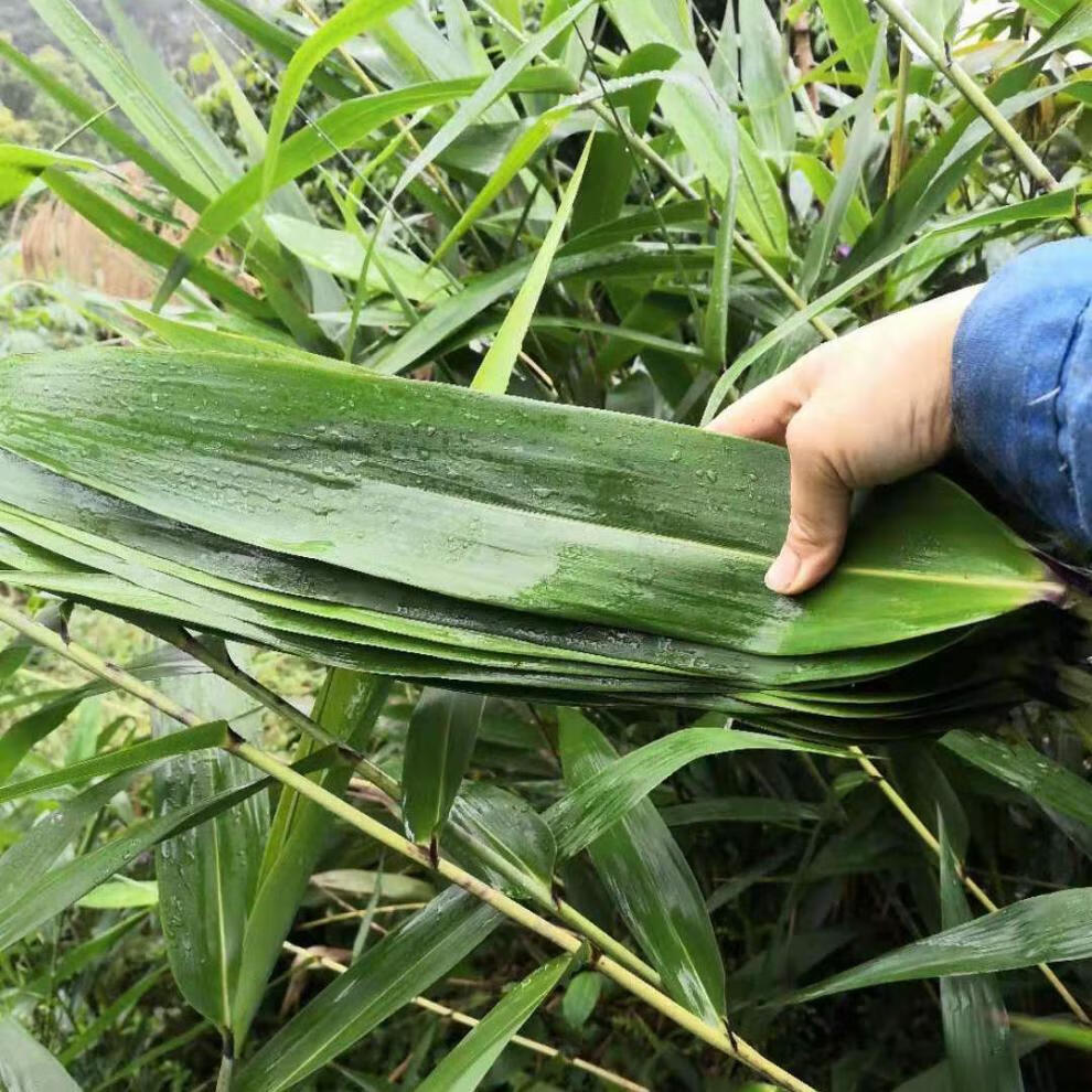 粽子叶新鲜特大叶芦苇叶家用粽粑叶包粽子粽叶广西芒叶长粽叶 新鲜
