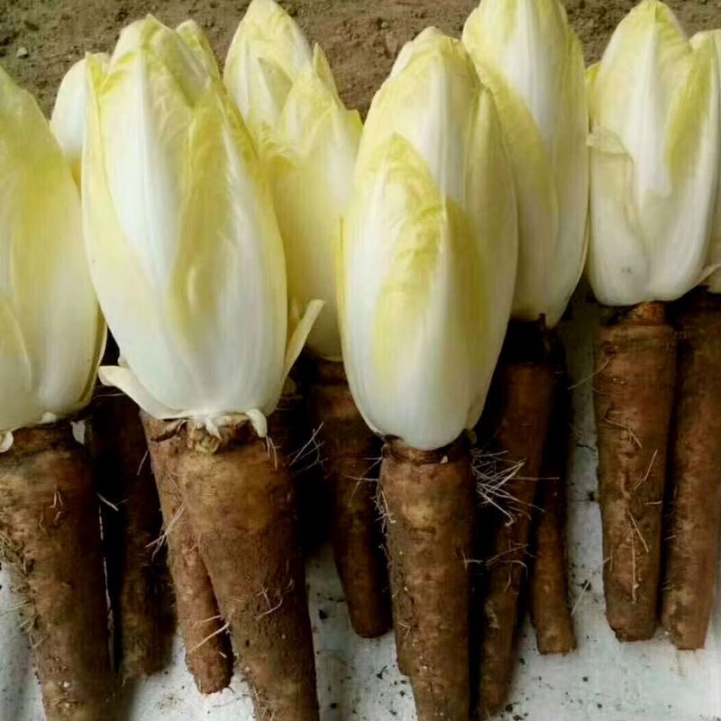 金玉兰菜种软化菊苣种子种籽苗苦苣苗根菜苗四季菜根蔬菜特色种孑