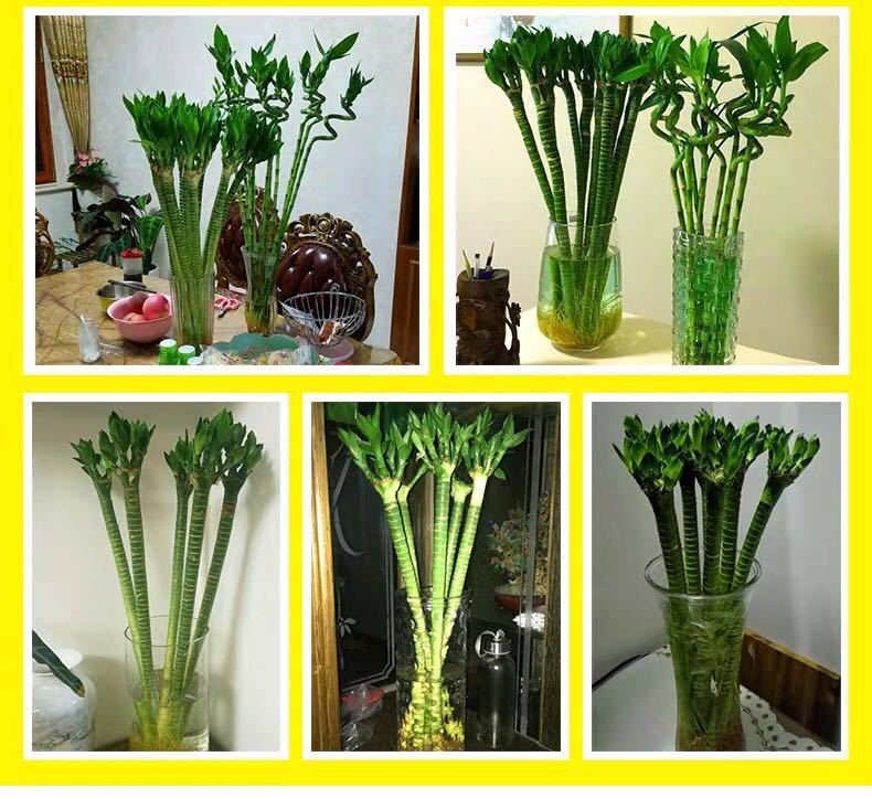 荷花竹发财竹富贵竹植物水养客厅绿植水培花卉 65cm龙竹8支【图片