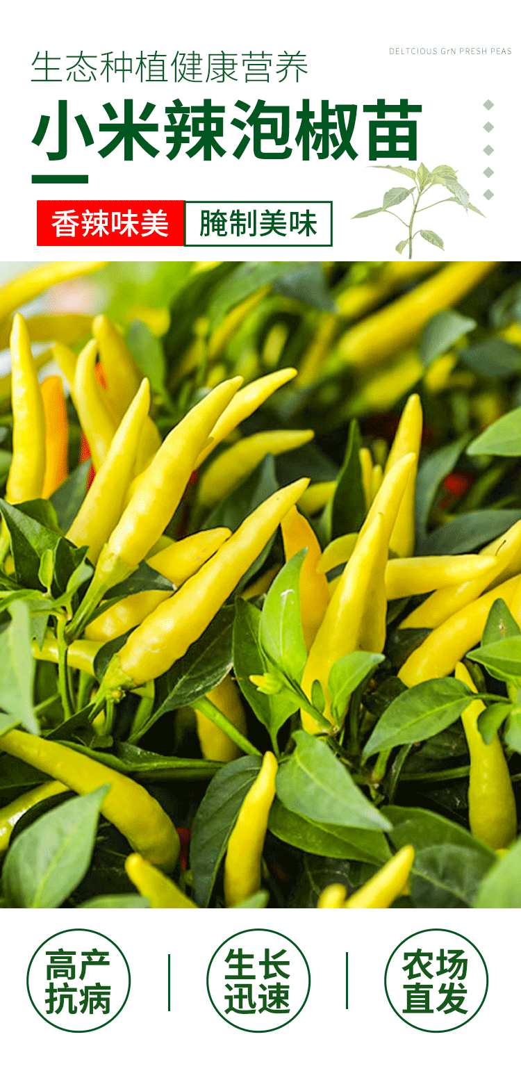 黎昕四季小米椒种籽小米辣种子苗朝天辣椒超辣蔬菜泡椒孑苗秧盆栽籽种