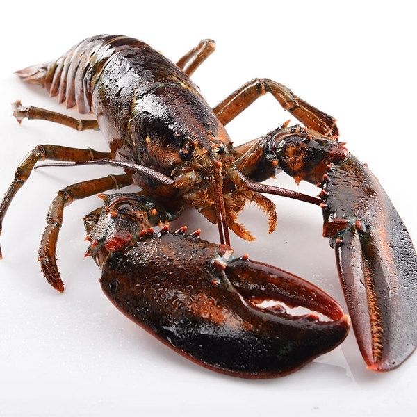 顺鑫贝 活冻波士顿龙虾大波龙速冻大龙虾生冻新鲜大波龙生冻发货 二只