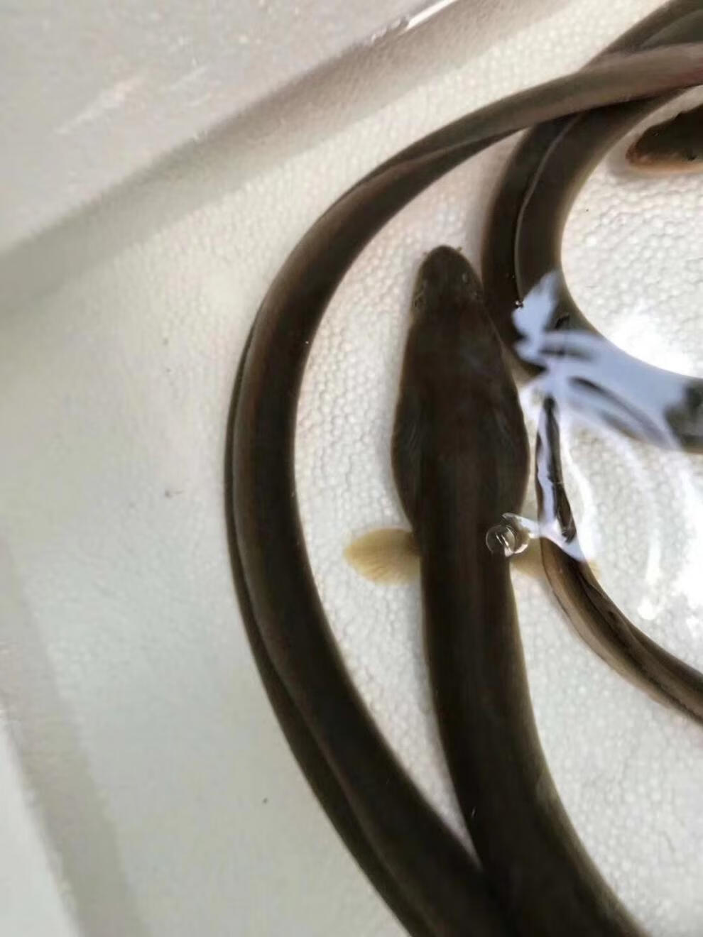 国产淡水黄鳗鱼鲜活河鳗鱼黄鳗鱼1斤到2斤以上一条包活 1.