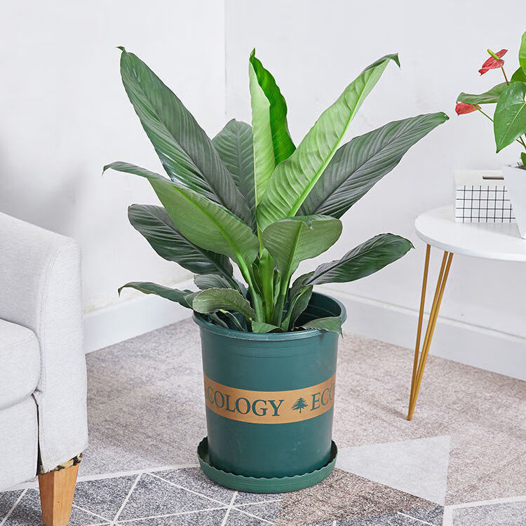 绿巨人室内外盆栽大叶植物大型客厅阳台净空气除吸甲醛易养活绿植高90