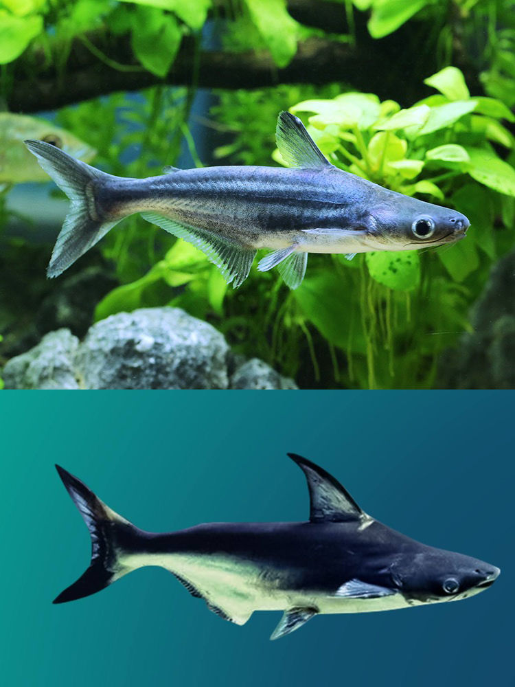 成吉思汗鲨白化虎鲨大白鲨淡水鲨鱼中大型凶猛观赏鱼热带鱼淡水鱼 14