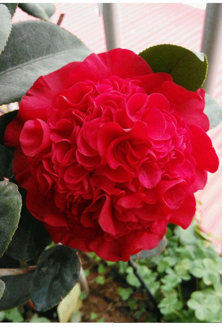 春枝韵进口名贵品种大牡丹红色球形火瀑布山茶花树苗盆栽带花苞小托桂