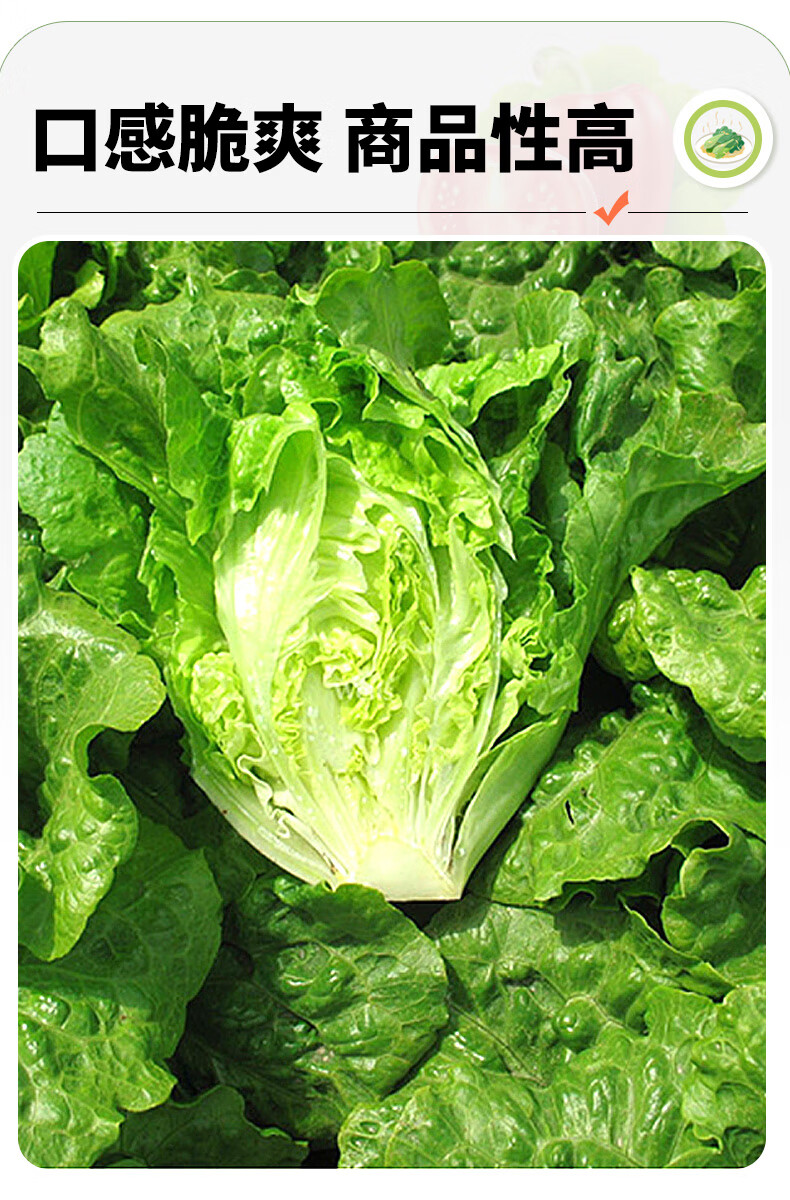 10050469556512商品名称:【京鲜配送】新鲜奶油生菜新鲜蔬菜生吃绿色