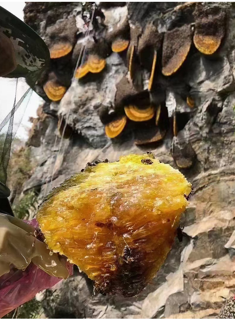 云南野生崖蜜岩蜜纯正食用蜂巢蜜喜马拉雅蜂土蜂蜜百花蜜过滤好的