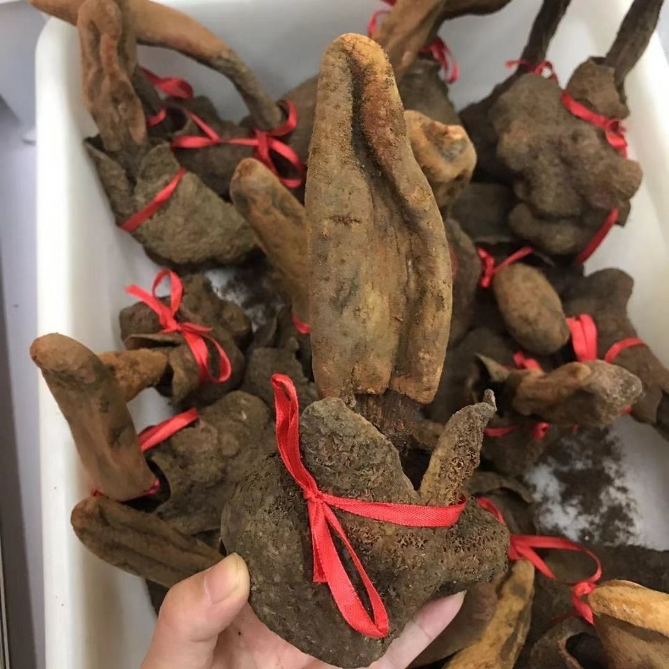 北·京同仁·堂【西藏顶天柱】续阳草 野生续阳草