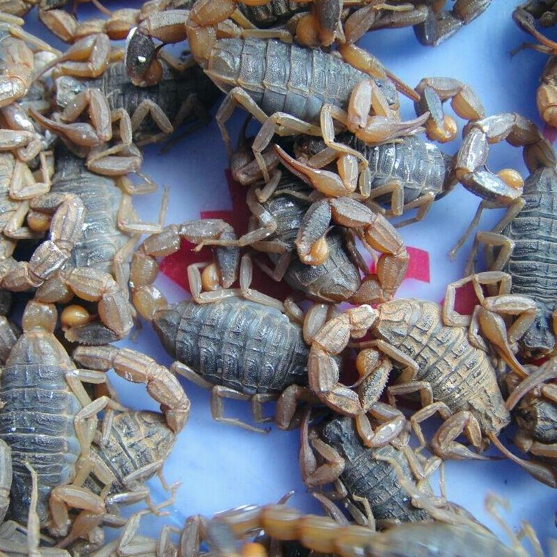 活全蝎沂蒙山十足全蝎活体多规格全虫煲汤入活油炸泡酒食用30只成年5