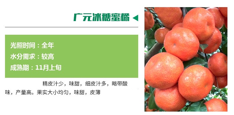 附近果树苗出售信息大全