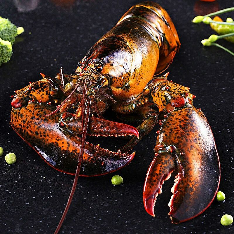 鲜活发货420550g波士顿大龙虾波龙鲜活水产鲜活发货昌盛隆鲜活发货420