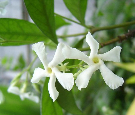 藤本络石万字茉莉 风车茉莉 银丝茉莉 花成串素馨清香 带袋土苗高三十