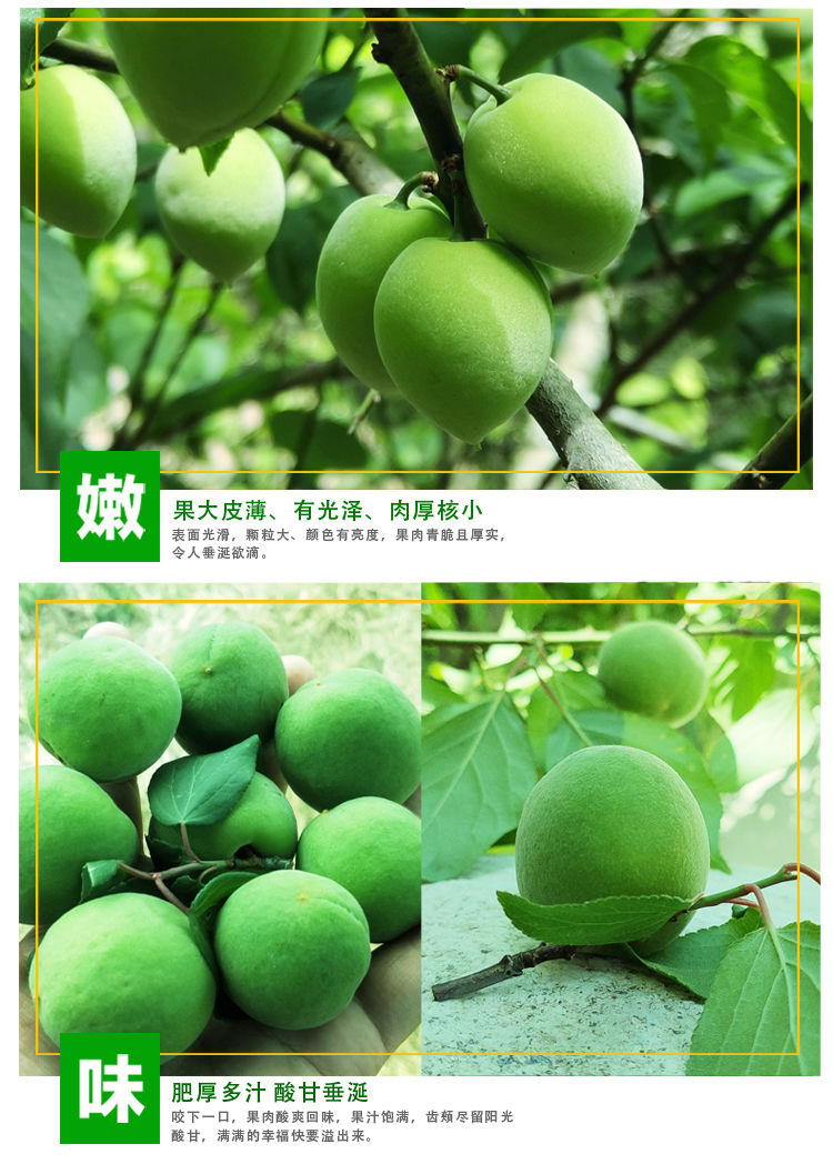 诏安新鲜青梅果深山农家现摘鲜果酸梅子水果泡酒酵素散装5斤福建青梅3