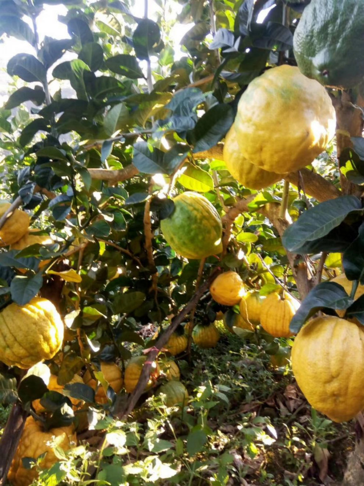 云南特产鲜果香橼果大理香缘大果佛手柑新鲜水果农家香园高山水果野