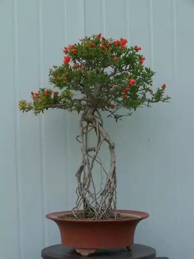 石榴树盆景,石榴盆景素材,红花挂果石榴,抱石提根矮霸盆景素材虎雀 已