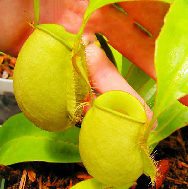 梦里丹食虫植物种子花种子花大型猪笼草捕蝇草食人花盆栽食蚊草驱蚊草