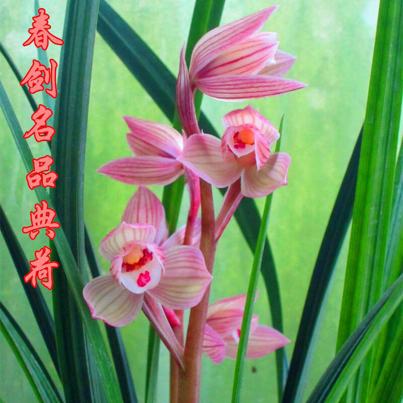 春剑名品兰花盆栽名贵荷瓣红花典荷浓香型花卉盆栽室内绿植花 5苗连体